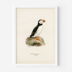 ヴィンテージポスター、ニシツノメドリ、北欧鳥類図鑑、シンプルな中にも自然を感じるナチュラルスタイル【W-0027】 3枚目の画像