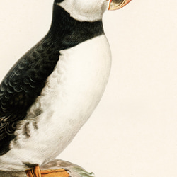 ヴィンテージポスター、ニシツノメドリ、北欧鳥類図鑑、シンプルな中にも自然を感じるナチュラルスタイル【W-0027】 5枚目の画像