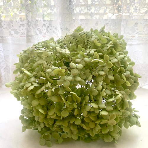 送料無料】特大です！紫陽花アナベル1本 ドライフラワー 花材