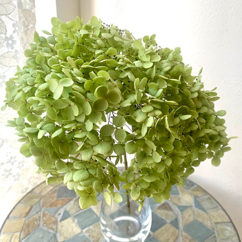 送料無料】特大です！紫陽花アナベル1本 ドライフラワー 花材