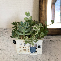 白いモルタル作りのカフェ多肉植物寄せ植え 多肉植物 Green＋Lab 通販