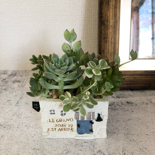 白いモルタル作りのカフェ多肉植物寄せ植え 多肉植物 Green＋Lab 通販