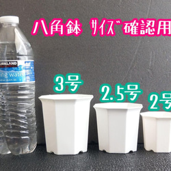 ◎10個◎八角鉢 2.5号  ホワイト 2.5寸 シャトル鉢 2枚目の画像