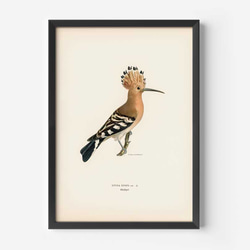 鳥のポスター、ヤツガシラ、北欧の鳥類図鑑、北欧スタイルやシンプルモダンインテリアに、古民家スタイルにも。【W-0030】 3枚目の画像
