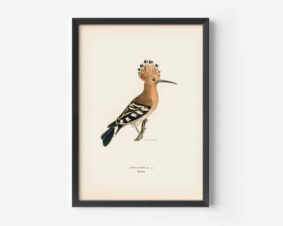 鳥のポスター、ヤツガシラ、北欧の鳥類図鑑、北欧スタイルやシンプルモダンインテリアに、古民家スタイルにも。【W-0030】 3枚目の画像
