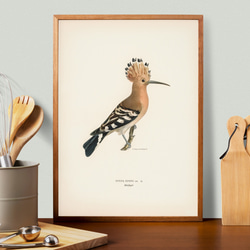 鳥のポスター、ヤツガシラ、北欧の鳥類図鑑、北欧スタイルやシンプルモダンインテリアに、古民家スタイルにも。【W-0030】 6枚目の画像