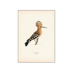 鳥のポスター、ヤツガシラ、北欧の鳥類図鑑、北欧スタイルやシンプルモダンインテリアに、古民家スタイルにも。【W-0030】 11枚目の画像