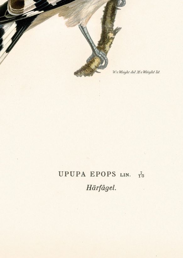 鳥のポスター、ヤツガシラ、北欧の鳥類図鑑、北欧スタイルやシンプルモダンインテリアに、古民家スタイルにも。【W-0030】 10枚目の画像
