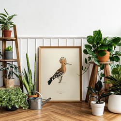 鳥のポスター、ヤツガシラ、北欧の鳥類図鑑、北欧スタイルやシンプル