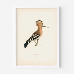 鳥のポスター、ヤツガシラ、北欧の鳥類図鑑、北欧スタイルやシンプルモダンインテリアに、古民家スタイルにも。【W-0030】 4枚目の画像
