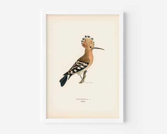 鳥のポスター、ヤツガシラ、北欧の鳥類図鑑、北欧スタイルやシンプルモダンインテリアに、古民家スタイルにも。【W-0030】 4枚目の画像