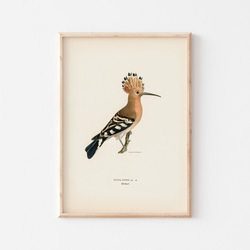 鳥のポスター、ヤツガシラ、北欧の鳥類図鑑、北欧スタイルやシンプルモダンインテリアに、古民家スタイルにも。【W-0030】 2枚目の画像