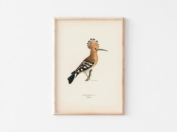 鳥のポスター、ヤツガシラ、北欧の鳥類図鑑、北欧スタイルやシンプルモダンインテリアに、古民家スタイルにも。【W-0030】 2枚目の画像