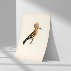 鳥のポスター、ヤツガシラ、北欧の鳥類図鑑、北欧スタイルやシンプルモダンインテリアに、古民家スタイルにも。【W-0030】 8枚目の画像