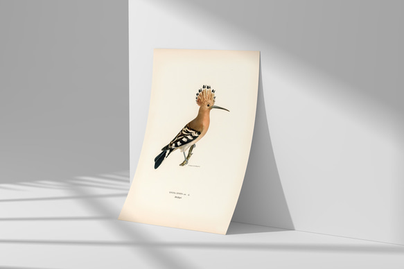 鳥のポスター、ヤツガシラ、北欧の鳥類図鑑、北欧スタイルやシンプルモダンインテリアに、古民家スタイルにも。【W-0030】 8枚目の画像