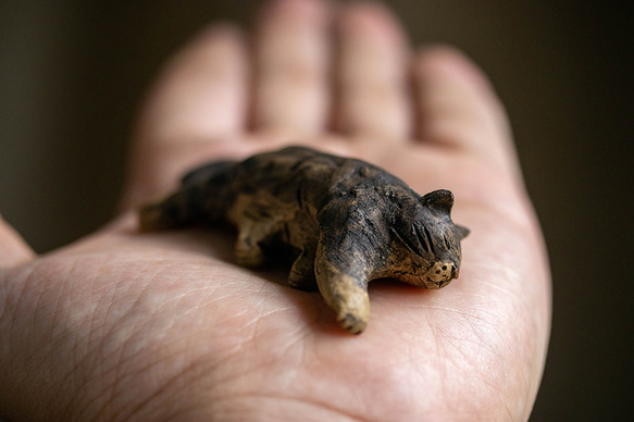 すやすや【猫_498】 4枚目の画像