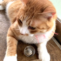彈簧球 彈簧球貓玩具（玻璃球、木球） 第2張的照片