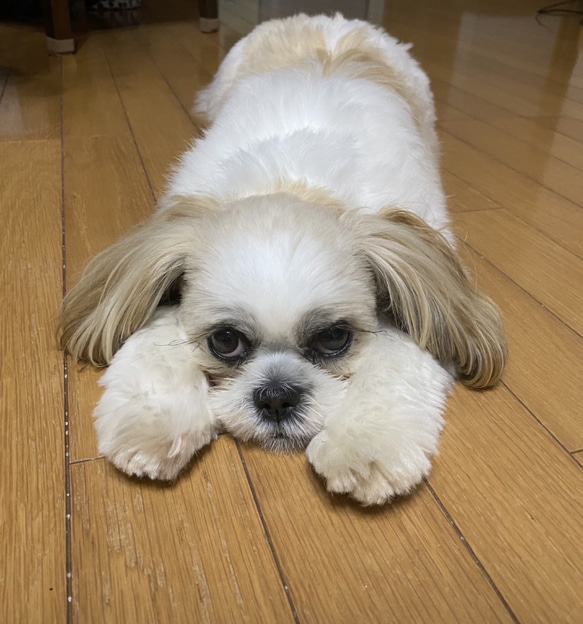 あなたのペットをストラップに!(シーズー） 2枚目の画像