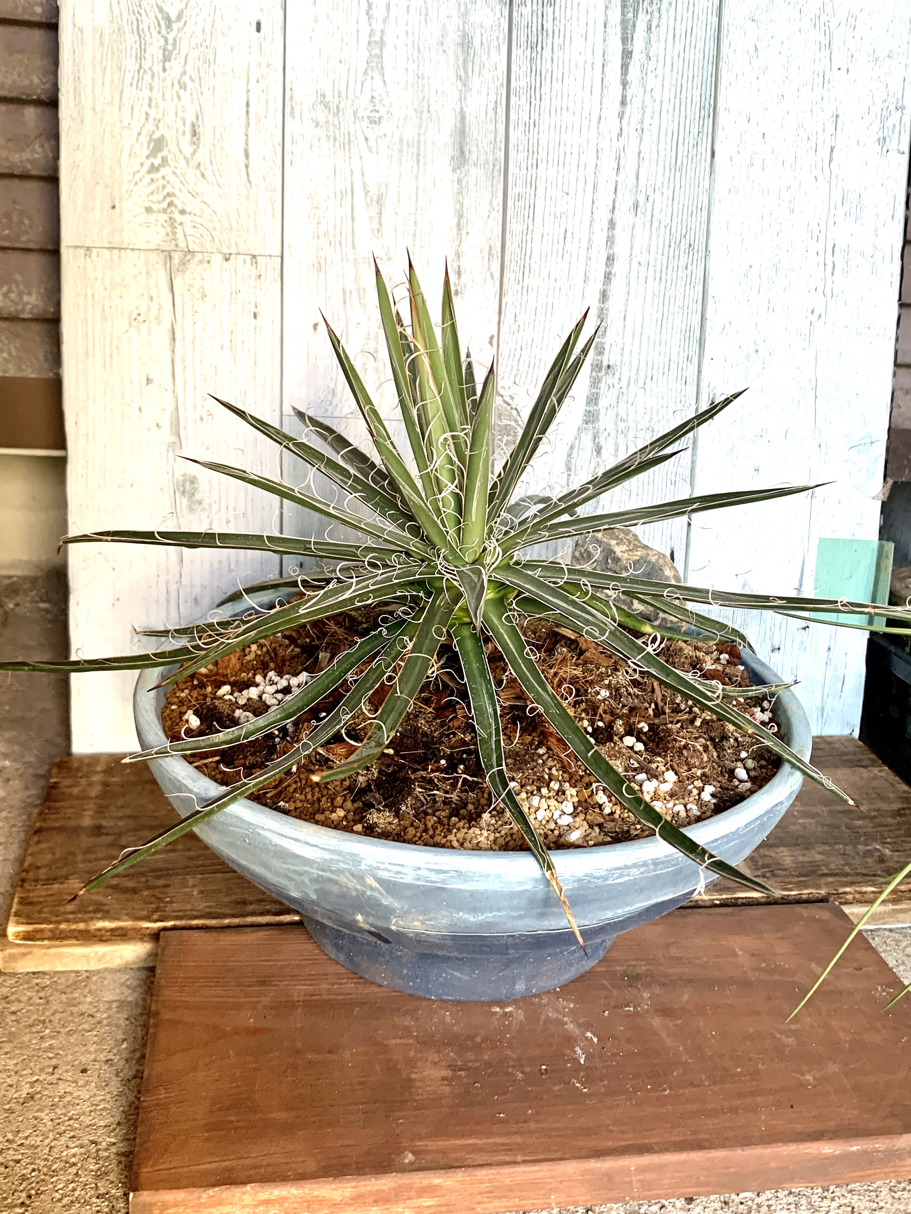 アガベ　滝の白糸　大株❗耐寒強❗ アガベ　滝の白糸　大株❗耐寒強❗