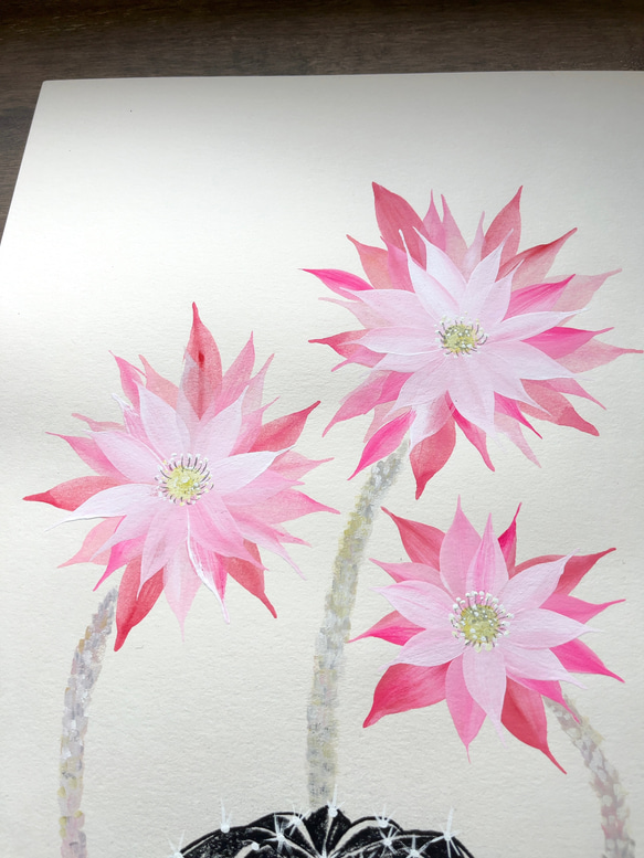 サボテンの花　ピンク　【原画/A3サイズ】　インテリアアート 5枚目の画像