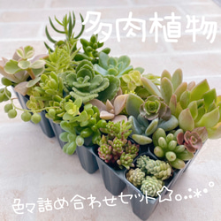 送料無料♡♡多肉植物 エケベリア 韓国苗Sセット 寄せ植えにも