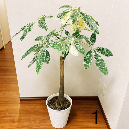 現品］【希少】パキラ 斑入り ミルキーウェイ 幹太 観葉植物 鉢