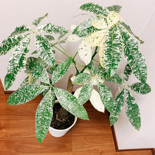 現品］【希少】パキラ 斑入り ミルキーウェイ 幹太 観葉植物 鉢受け皿