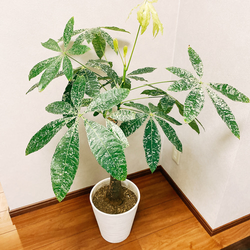 ☆パキラ☆斑入り☆極美ミルキーウェイ☆曲がり☆希少☆6号鉢 再入荷