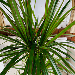 空気清浄木　ドラセナ『コンシンネ』ホワイトのブリキ鉢カバー付き　7号　観葉植物　インテリア 6枚目の画像