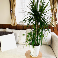 空気清浄木　ドラセナ『コンシンネ』ホワイトのブリキ鉢カバー付き　7号　観葉植物　インテリア 4枚目の画像