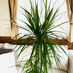 空気清浄木　ドラセナ『コンシンネ』ホワイトのブリキ鉢カバー付き　7号　観葉植物　インテリア 5枚目の画像