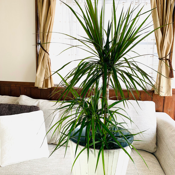 空気清浄木　ドラセナ『コンシンネ』ホワイトのブリキ鉢カバー付き　7号　観葉植物　インテリア 2枚目の画像