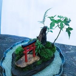 苔で心を見つける　植物　苔　天空の神社 3枚目の画像