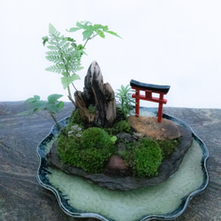 苔で心を見つける　植物　苔　天空の神社 18枚目の画像