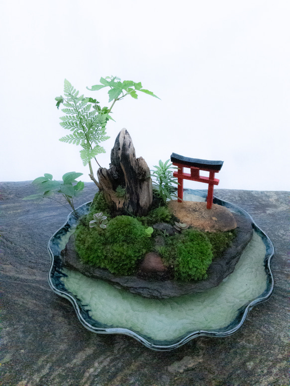 苔で心を見つける　植物　苔　天空の神社 18枚目の画像