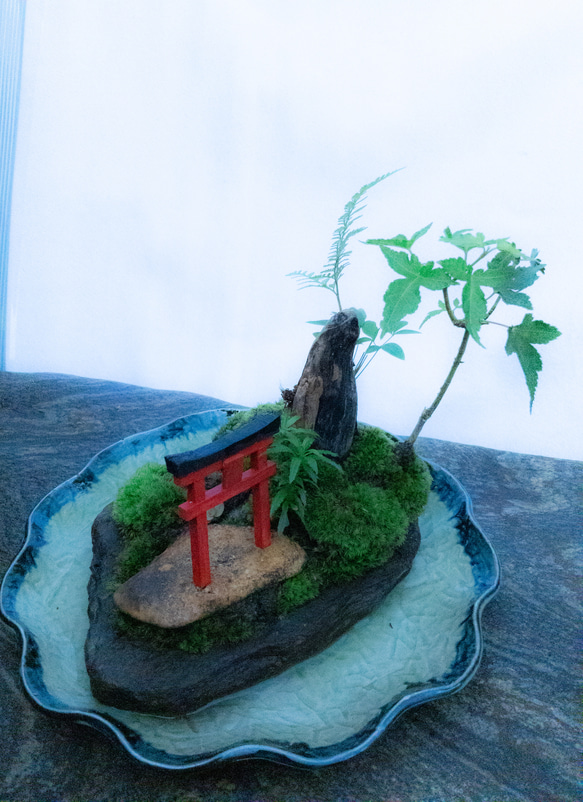 苔で心を見つける　植物　苔　天空の神社 10枚目の画像