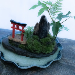 苔で心を見つける　植物　苔　天空の神社 12枚目の画像