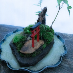 苔で心を見つける　植物　苔　天空の神社 4枚目の画像
