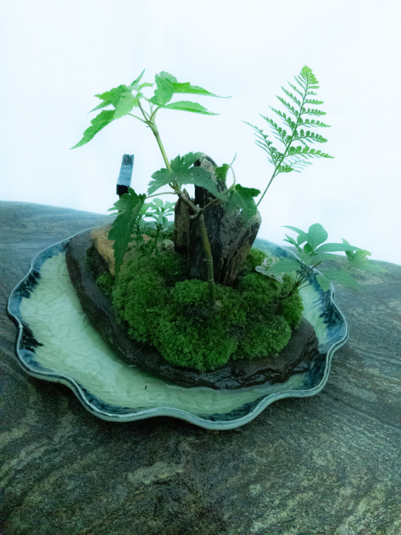 苔で心を見つける　植物　苔　天空の神社 14枚目の画像