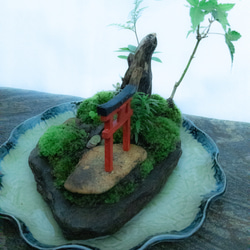 苔で心を見つける　植物　苔　天空の神社 11枚目の画像
