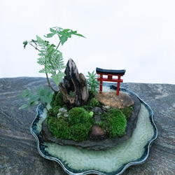 苔で心を見つける　植物　苔　天空の神社 17枚目の画像