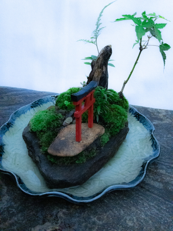 苔で心を見つける　植物　苔　天空の神社 7枚目の画像