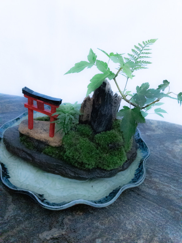 苔で心を見つける　植物　苔　天空の神社 13枚目の画像