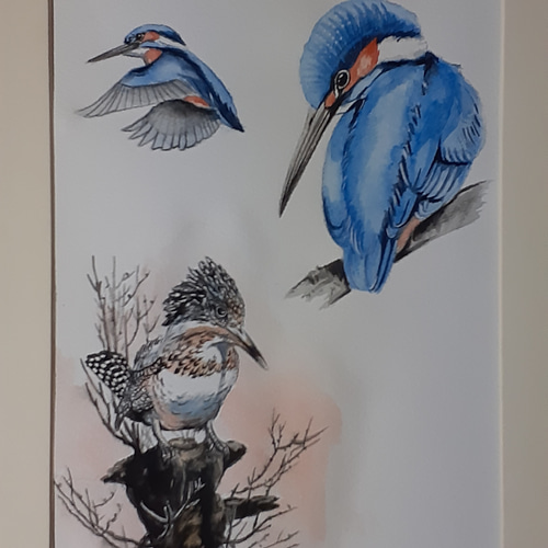 水彩画 カワセミとヤマセミ 絵画 makochin 通販 14448427｜Creema