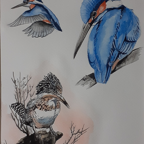 水彩画 カワセミとヤマセミ 絵画 makochin 通販 14448427