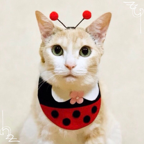 ☆てんとう虫が可愛いSpring猫ちゃんイヤリング☆ ☆てんとう虫が可愛いSpring猫ちゃんイヤリング☆ イヤリング