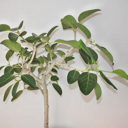 "フィカス・ベンガレンシス" ゴムの木 観葉植物 ギフト インドアグリーン ベンガルゴム 4枚目の画像