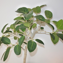 "フィカス・ベンガレンシス" ゴムの木 観葉植物 ギフト インドアグリーン ベンガルゴム 5枚目の画像