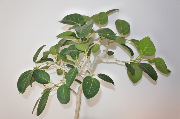 "フィカス・ベンガレンシス" ゴムの木 観葉植物 ギフト インドアグリーン ベンガルゴム 5枚目の画像