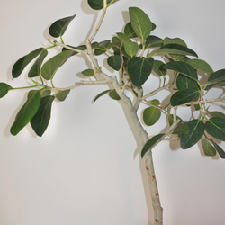 フィカス・ベンガレンシス